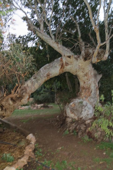 Bentwood Olive Grove Accommodation - Foster Accommodation 22