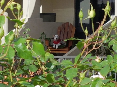 Como Executive Apartment - Foster Accommodation 17