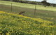 The Mains Guest House 2 Bedroom Farm Stay - thumb 15