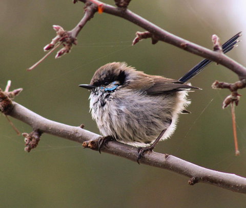 Free Spirit Pods - Foster Accommodation 0