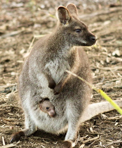Free Spirit Pods - Foster Accommodation 2