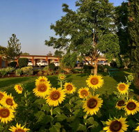 Quirindi Sunflower Motor Inn - Foster Accommodation