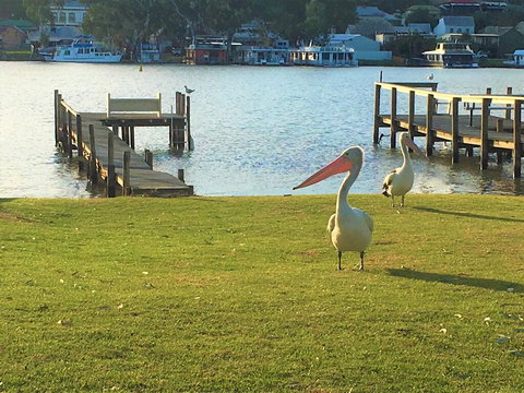 Riverfront Getaway - Mannum - Foster Accommodation 0
