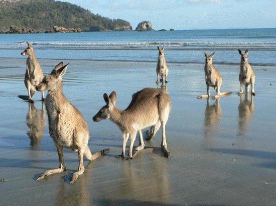 Gargett QLD Foster Accommodation