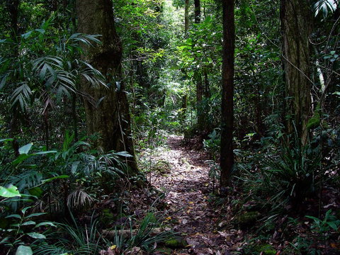 Springbrook Lyrebird Retreat - Foster Accommodation 0
