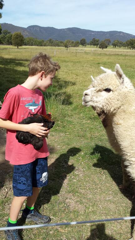 Starline Alpacas Farmstay Resort - Foster Accommodation 3