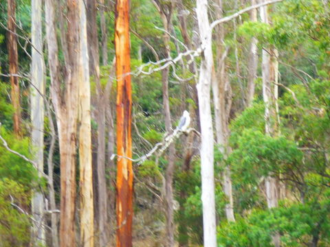 Quamby Pines Chalet - Foster Accommodation 11