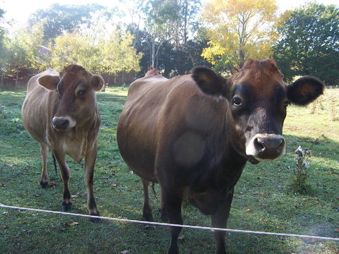 Drumreagh Cabins - Foster Accommodation 0