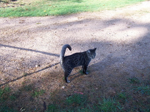 Drumreagh Cabins - Foster Accommodation 3