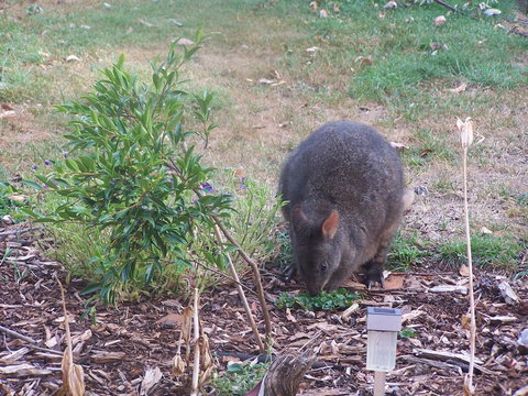 Drumreagh Cabins - Foster Accommodation 25
