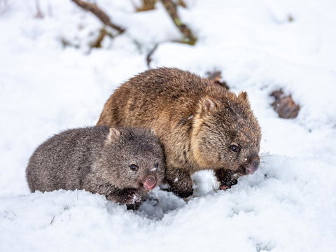 Cradle Mountain Hotel - Foster Accommodation 2