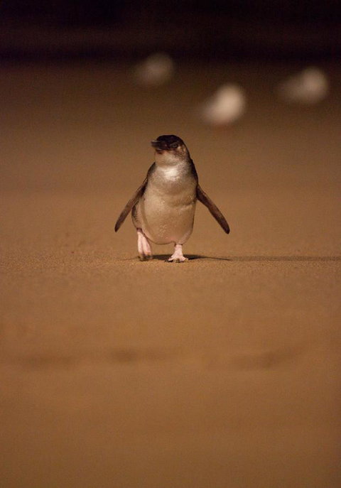 BIG4 Ingenia Holidays Phillip Island - Foster Accommodation 9