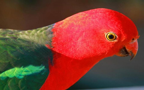 Marysville Caravan And Holiday Park - Foster Accommodation 43