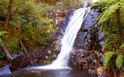 Marysville Caravan And Holiday Park - Foster Accommodation 32