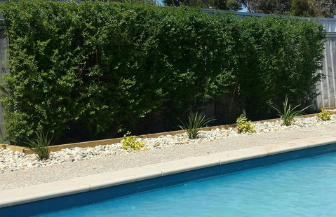 Robinvale Bridge Motel - Foster Accommodation 0