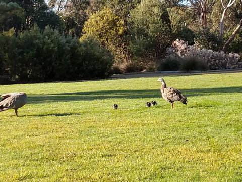 Rural 5 Star Villa\'s With Resort Amenities - Foster Accommodation 7