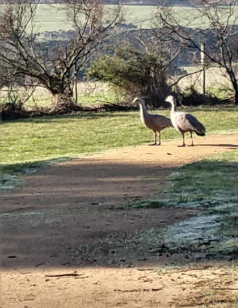 Rural 5 Star Villa\'s With Resort Amenities - Foster Accommodation 6