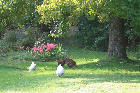 Strathmore Farm B&B - Foster Accommodation 23