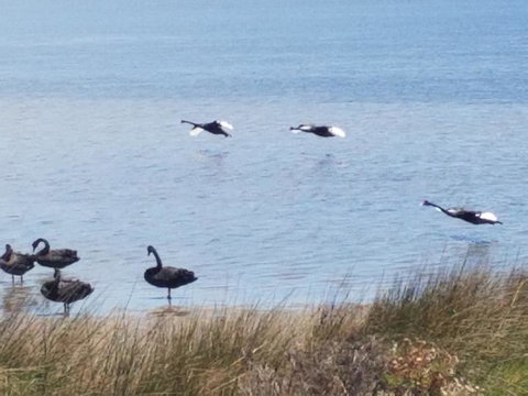 The DOLPHIN PLACE - Foster Accommodation 0