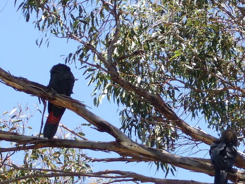 Wanderers Rest Of Kangaroo Island - Foster Accommodation 2