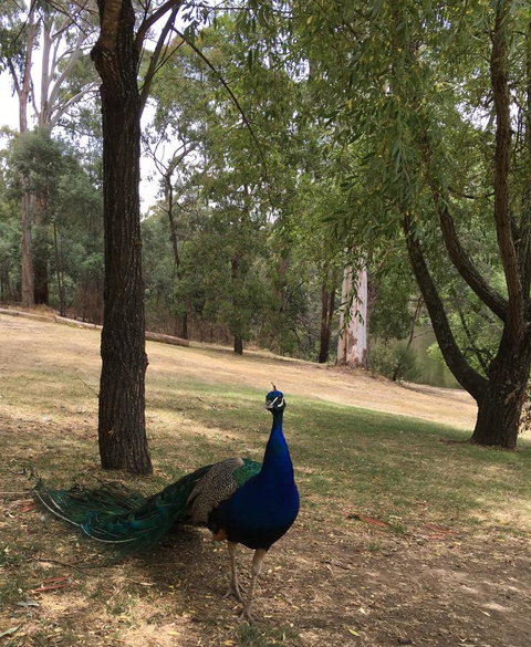 Daydream Cottage - Foster Accommodation 23