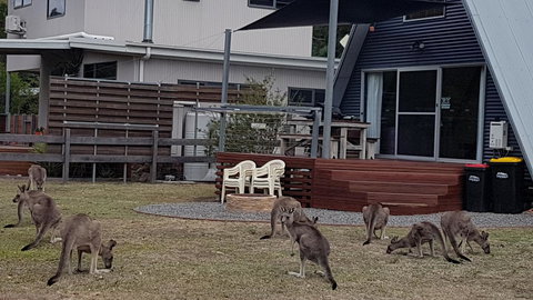 The A-Frame - Foster Accommodation 3