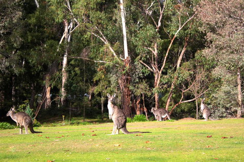 Marwood Villas - Foster Accommodation 28