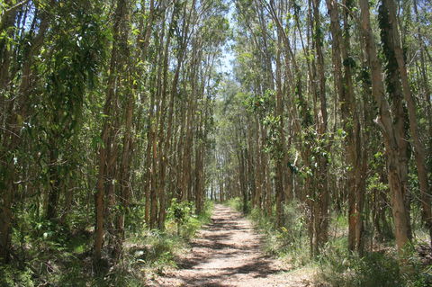 Lake Weyba Noosa Lodge & Kangaroos - Foster Accommodation 39