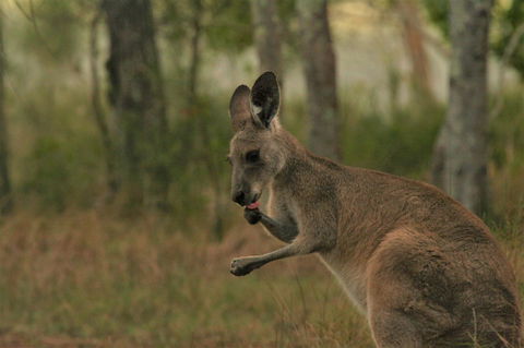 Lake Weyba Noosa Lodge & Kangaroos - Foster Accommodation 43