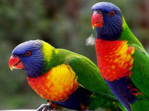 Lake Weyba Noosa Lodge & Kangaroos - Foster Accommodation 12