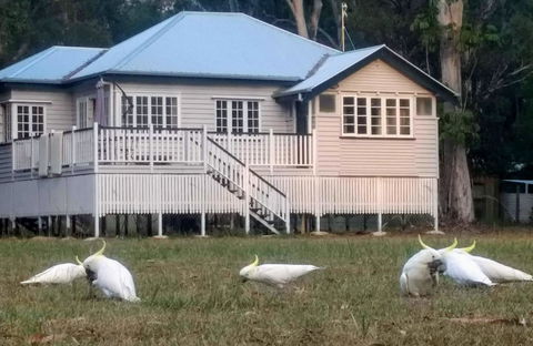 Lake Weyba Noosa Lodge & Kangaroos - Foster Accommodation 20