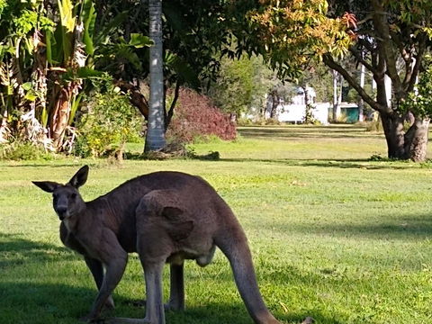 Lake Weyba Noosa Lodge & Kangaroos - Foster Accommodation 24