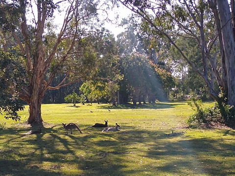 Lake Weyba Noosa Lodge & Kangaroos - Foster Accommodation 4