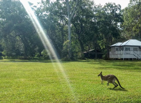 Lake Weyba Noosa Lodge & Kangaroos - Foster Accommodation 26
