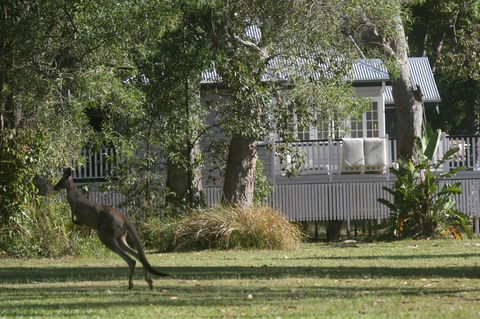 Lake Weyba Noosa Lodge & Kangaroos - Foster Accommodation 31