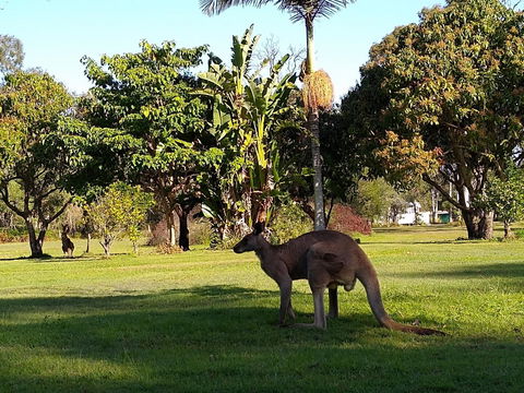 Lake Weyba Noosa Lodge & Kangaroos - Foster Accommodation 35