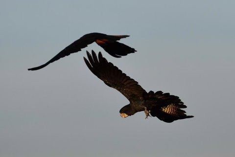 Ironbark House - Foster Accommodation 2