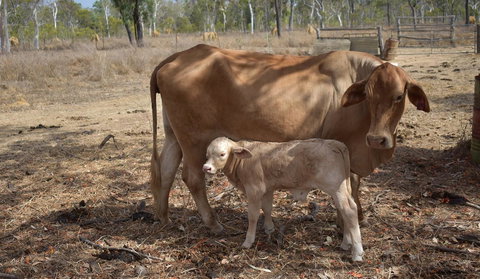 Ironbark House - Foster Accommodation 27