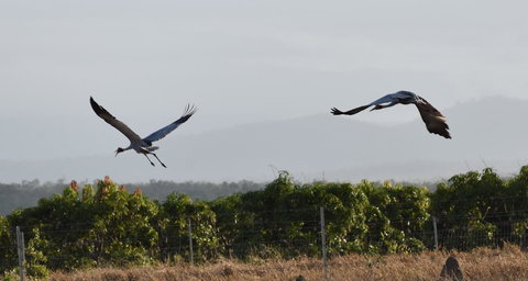 Ironbark House - Foster Accommodation 35