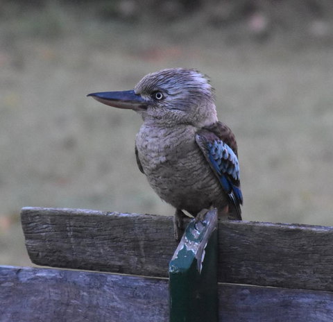 Ironbark House - Foster Accommodation 4