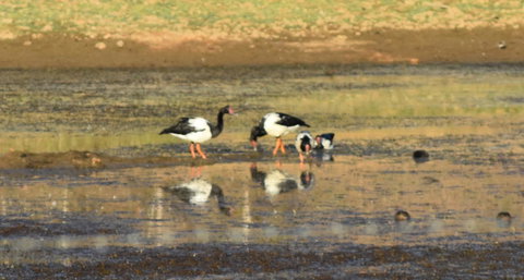 Ironbark House - Foster Accommodation 34