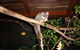 Forest Lodge: Little Villa - thumb 18