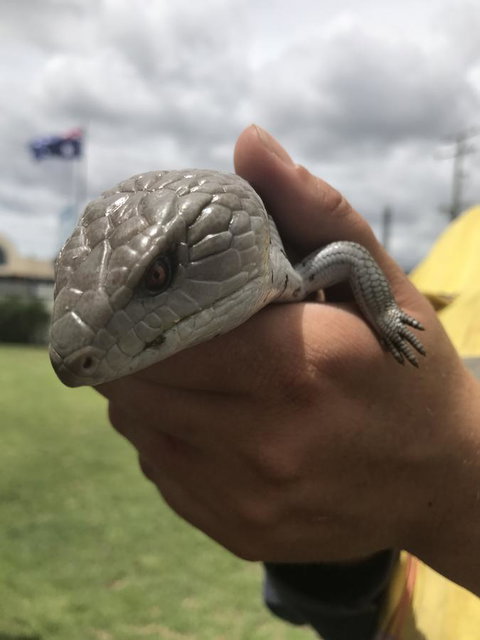 Nanango Star Motel - Foster Accommodation 16