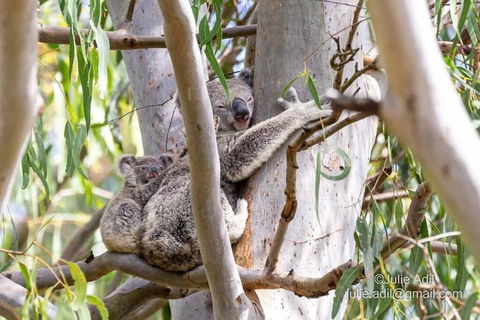 A Quiet Unit Overlooking A Reserve - Foster Accommodation 0