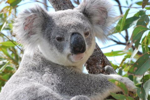 AFFORDABLE ISLAND ESCAPE! Queen Studio, Nelly Bay - Foster Accommodation 2