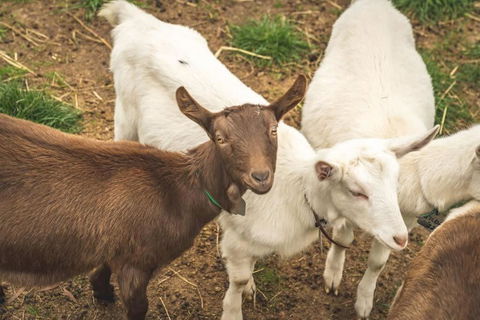 Altitude - A Tiny House Experience In A Goat Farm By Tiny Away - Foster Accommodation 2