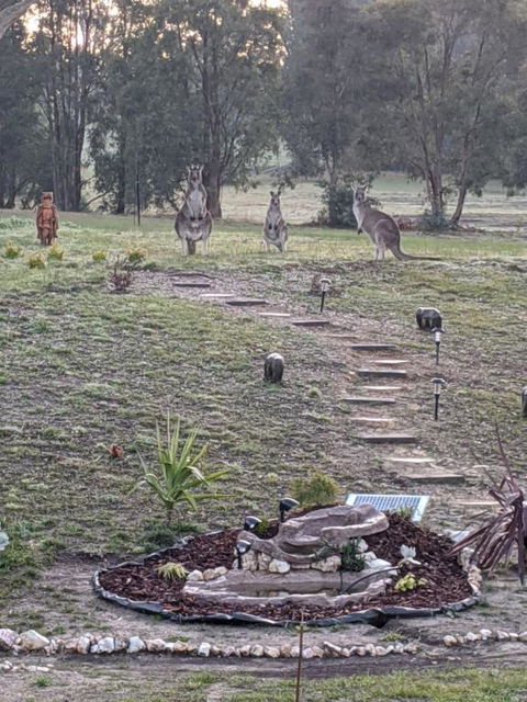 Australian Wildlife At Your Door - Foster Accommodation 0