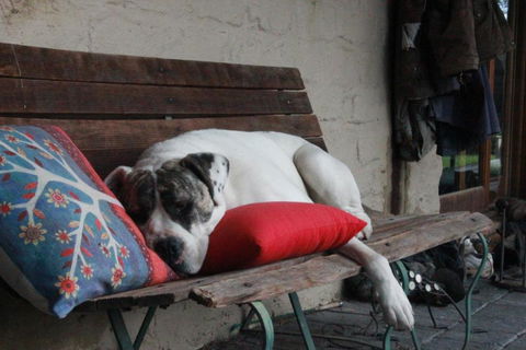 Avoca Park Equestrian Farmstay - Foster Accommodation 3