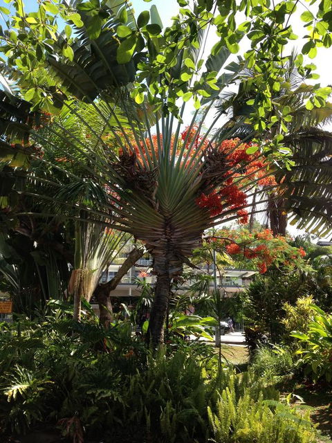 Port Douglas Apartments - Adults Only Oasis - Foster Accommodation 39