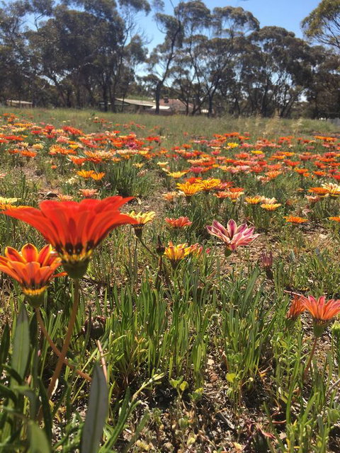 Acclaim Gateway Tourist Park - Foster Accommodation 2